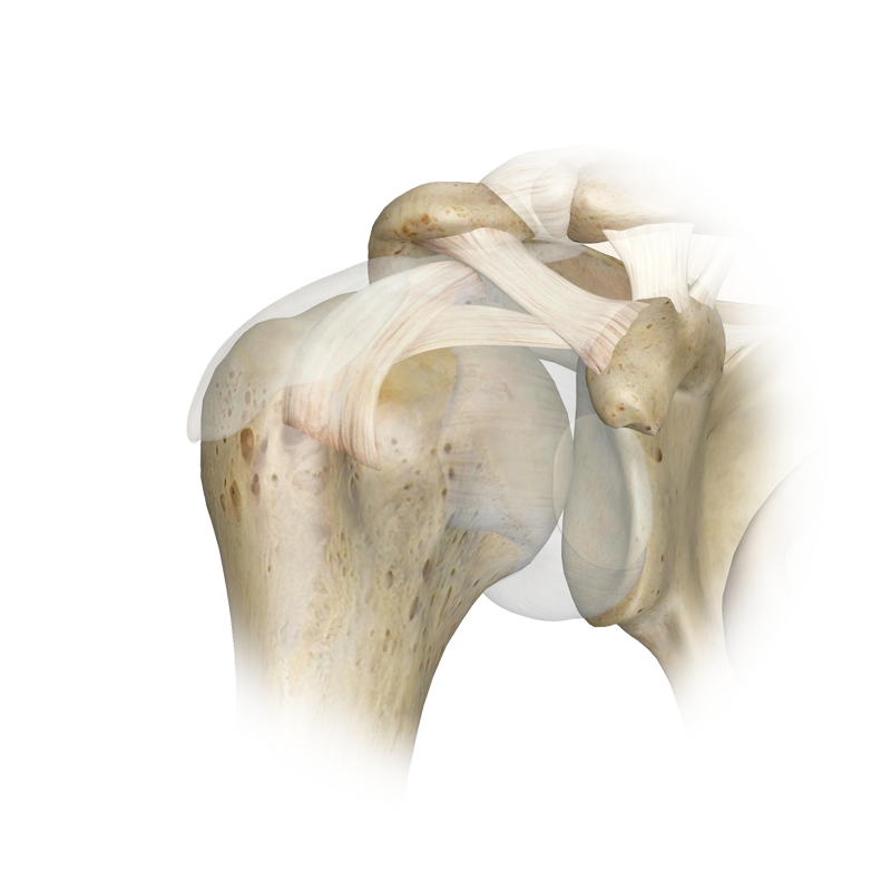 Shoulder-joint Shoulder-joint