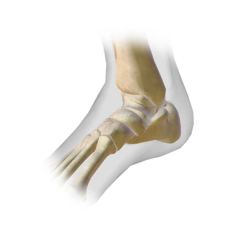 ankle-joint ankle-joint