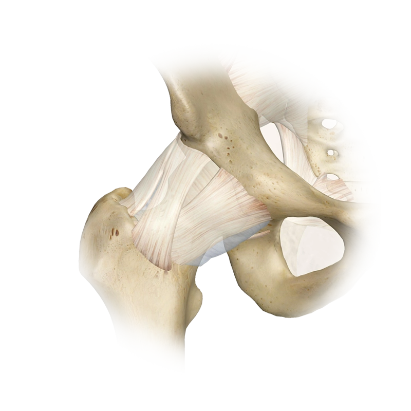 hip-joint hip-joint