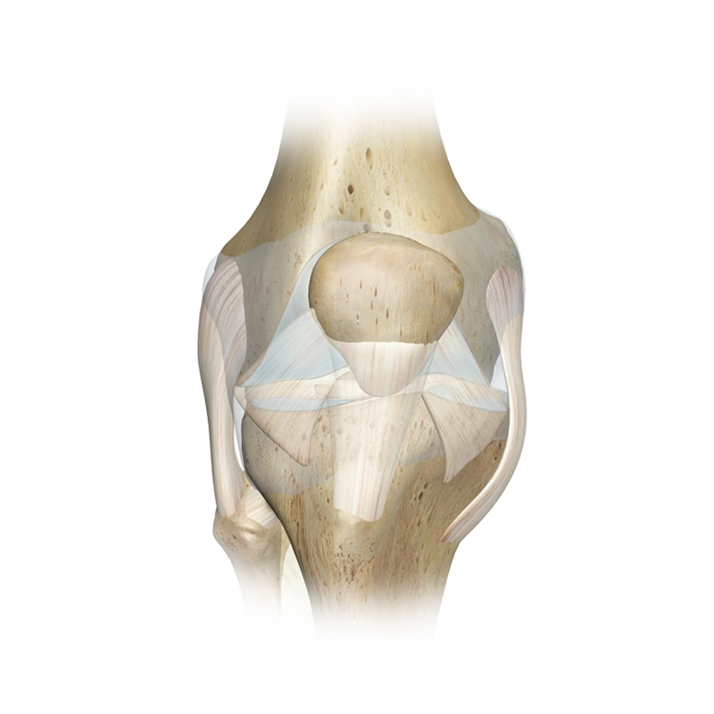 knee-joint knee-joint